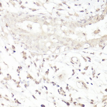 DMP1 Antibody