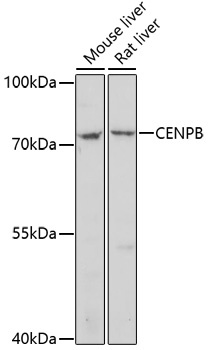 CENPB Antibody