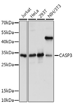 CASP3 Antibody