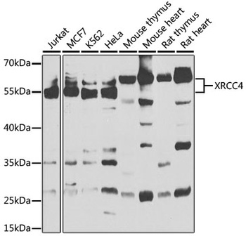 XRCC4 Antibody