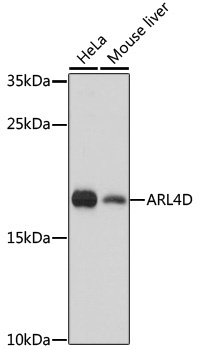 ARL4D Antibody