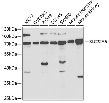 SLC22A5 Antibody
