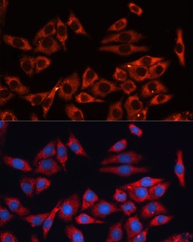 MAPK1/MAPK3 Antibody