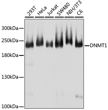 DNMT1 Antibody