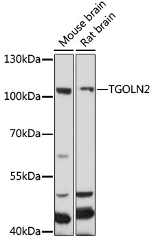 TGOLN2 Antibody