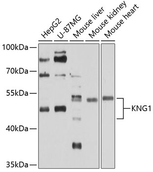 KNG1 Antibody