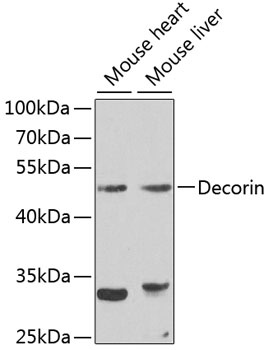 DCN Antibody