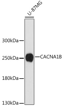 CACNA1B Antibody