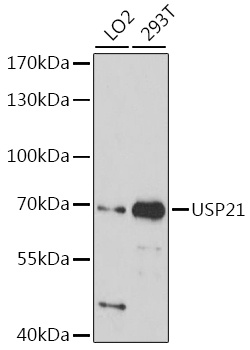 USP21 Antibody