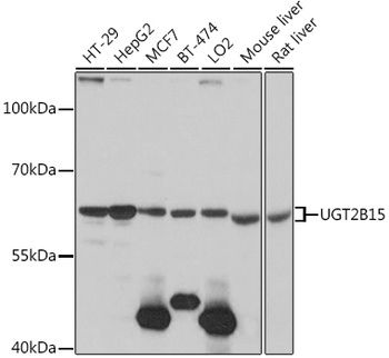 UGT2B15 Antibody