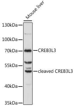 CREB3L3 Antibody