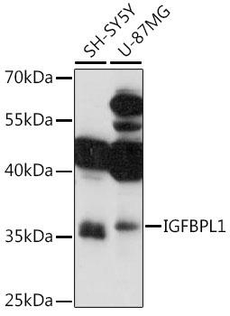 IGFBPL1 Antibody