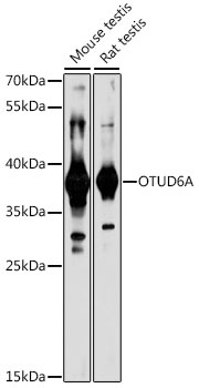 OTUD6A Antibody