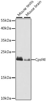 Cpsf4l Antibody