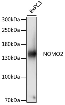 NOMO2 Antibody