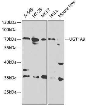 UGT1A9 Antibody