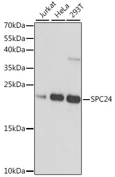 SPC24 Antibody
