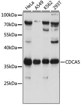 CDCA5 Antibody