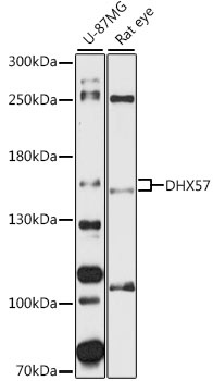 DHX57 Antibody