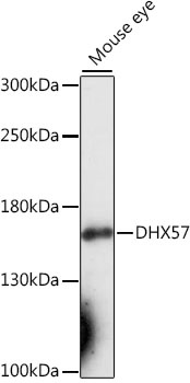 DHX57 Antibody