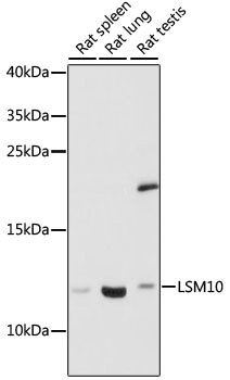 LSM10 Antibody