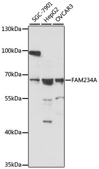 FAM234A Antibody
