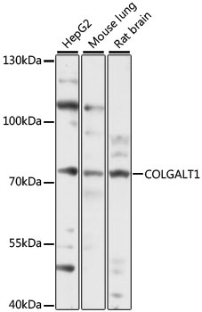 COLGALT1 Antibody