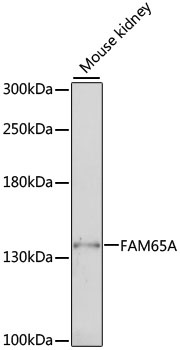 FAM65A Antibody