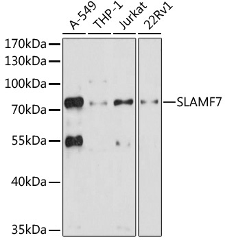 SLAMF7 Antibody