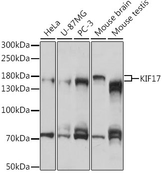 KIF17 Antibody