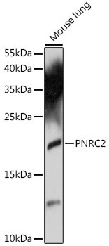 PNRC2 Antibody
