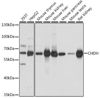 CHDH Antibody
