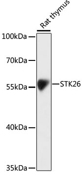 STK26 Antibody