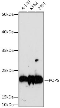 POP5 Antibody