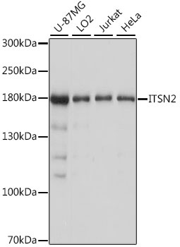 ITSN2 Antibody