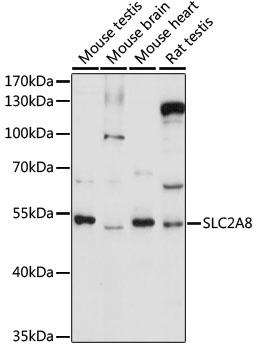SLC2A8 Antibody
