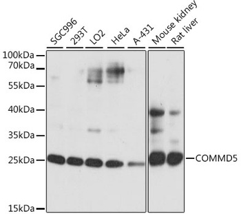 COMMD5 Antibody
