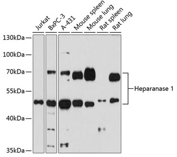Heparanase 1 Antibody