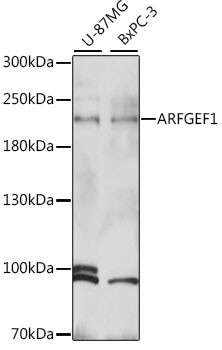 ARFGEF1 Antibody