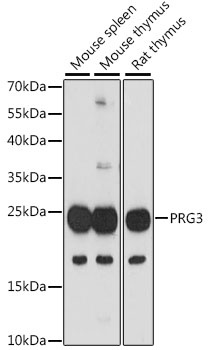 PRG3 Antibody