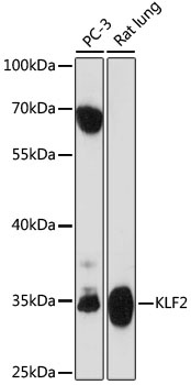 KLF2 Antibody
