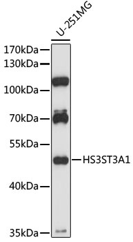 HS3ST3A1 Antibody