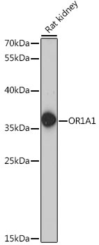 OR1A1 Antibody