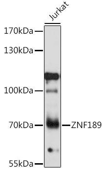 ZNF189 Antibody