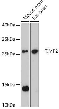 TIMP2 Antibody