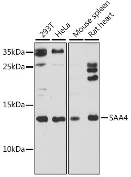 SAA4 Antibody