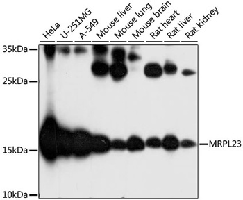 MRPL23 Antibody