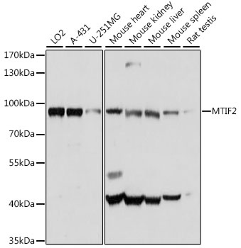 MTIF2 Antibody