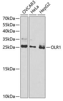 OLR1 Antibody