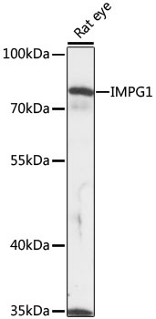 IMPG1 Antibody
